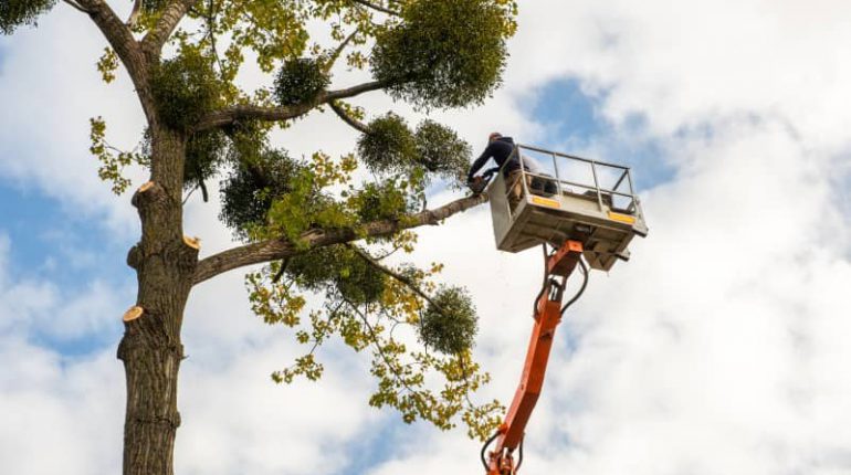 5 powodów dla których warto dbać o wycinanie drzew w pobliżu budynków